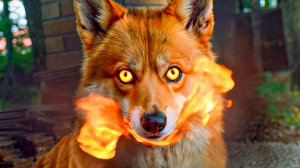 КОРГИ КОРЖИК СУПЕР ЛИС!! Лучшие серии лета!