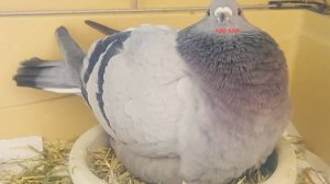 *Сумасшедший голубь* МЧС Голубинской области ОЧЕНЬ ВАЖНО ( + запись )