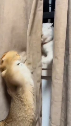 Приколы с котами