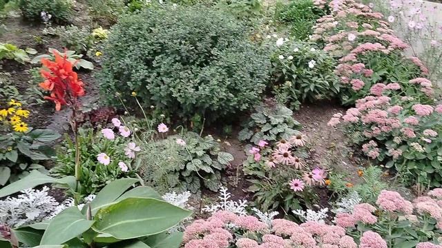 Городской цветник около нашего подъезда в Москве 03.09.2025 смотреть онлайн