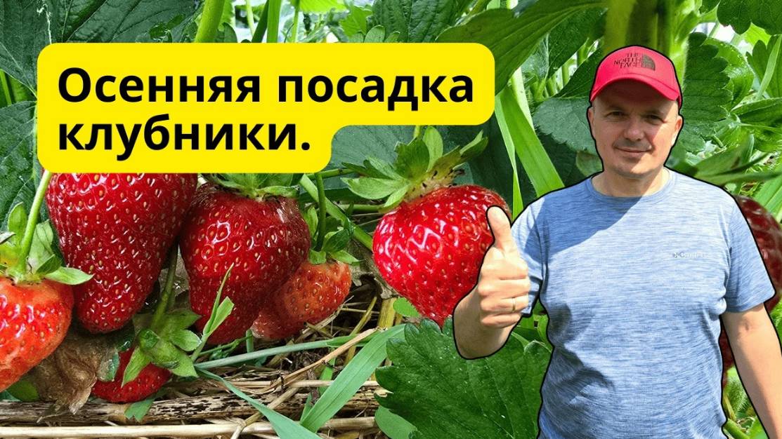 Посадка клубники осенью 🌿 Ошибки, которых нельзя допускать! смотреть онлайн