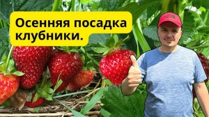 Посадка клубники осенью 🌿 Ошибки, которых нельзя допускать!