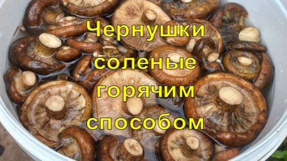Солим чёрные грузди горячим способом! С чесноком, хреном! смотреть онлайн