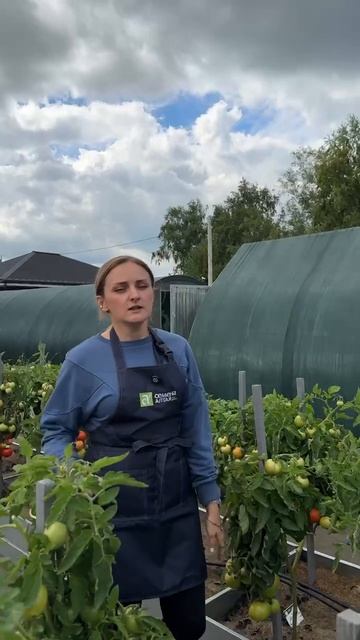 ГДЕ НАШИ ТОМАТЫ ОТКРЫТОГО ГРУНТА смотреть онлайн