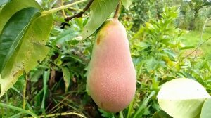 Груша Талгарская красавица из Талгара