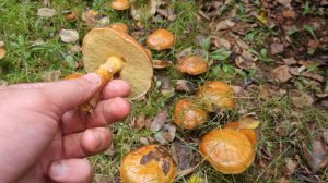 СБОР ГРИБОВ МАСЛЯТ. тонны маслят 2025 год август