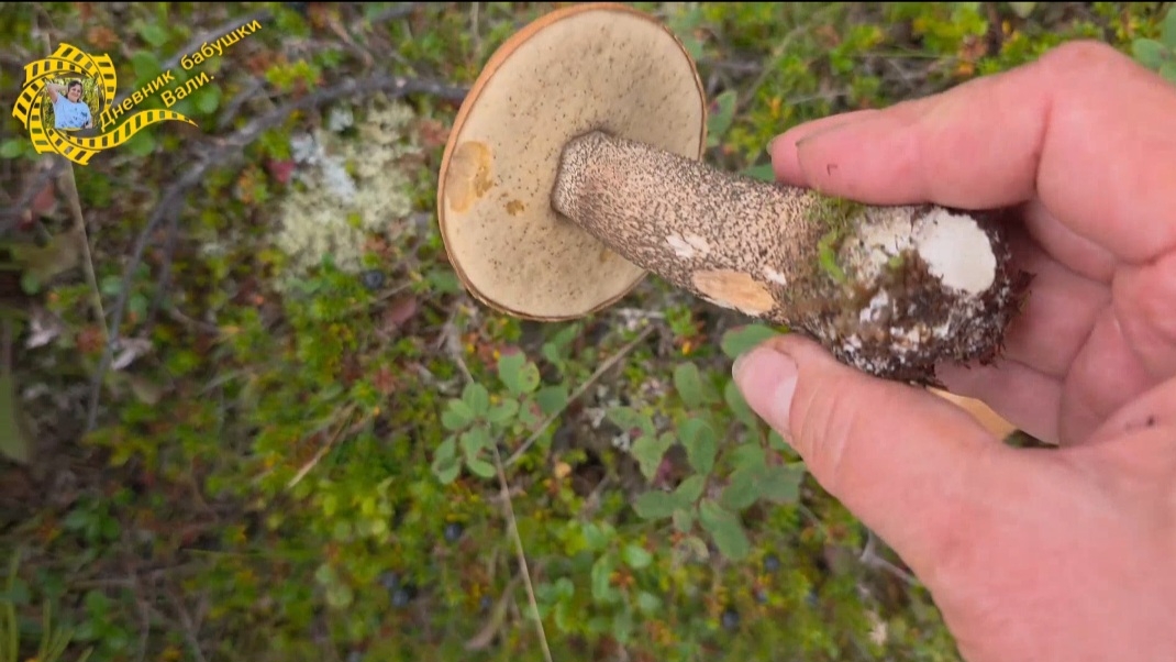 Осень в тундре и грибочки. смотреть онлайн