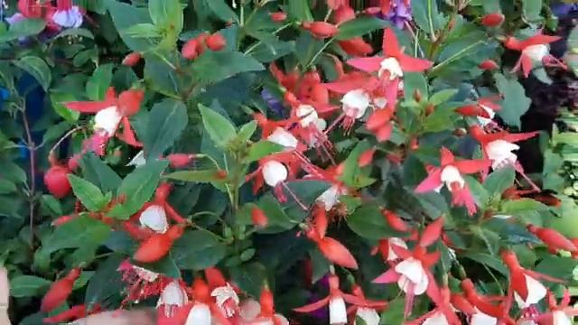 1🌸🌸🌸🌸 смотреть онлайн