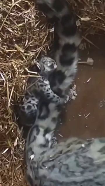 спокойной ночи сладких снов #shorts