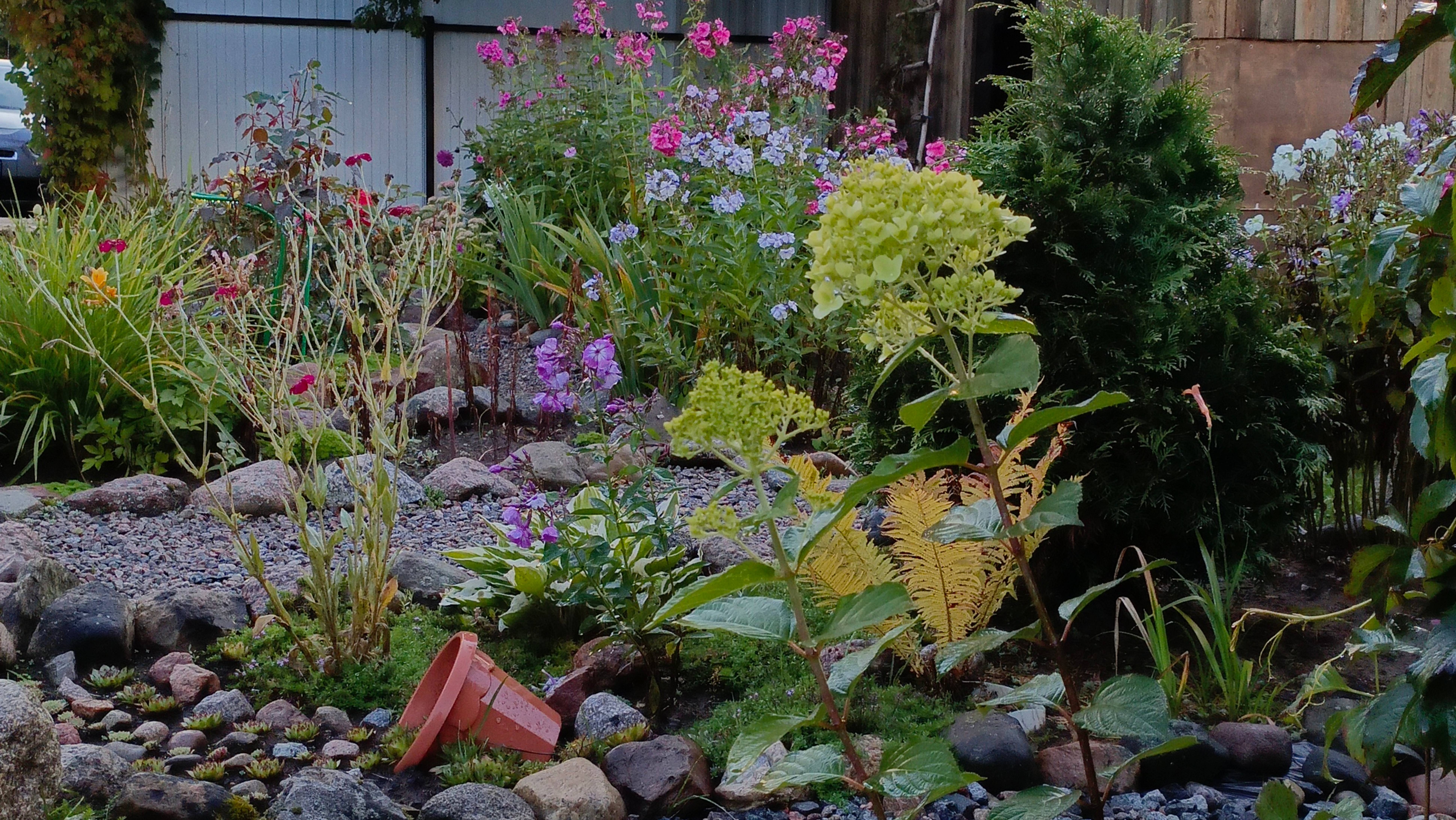 Мой сад в конце августа 2025