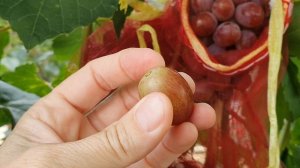 Виноград Терра