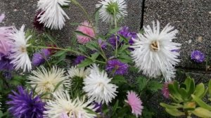 Разноцветные посадила цветы в кашпо, астры расцвели