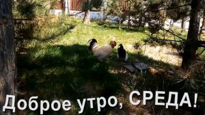 Доброе утро, среда! Песня с добрым утром