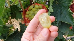 Виноград Белая Надежда