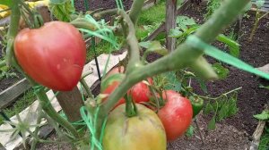 ТОМАТЫ ВСЁ ЕЩЁ В ОТКРЫТОМ ГРУНТЕ.
