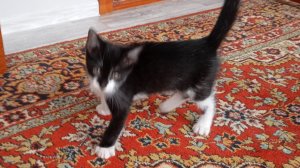 как сделать себе командный блок  на телефоне