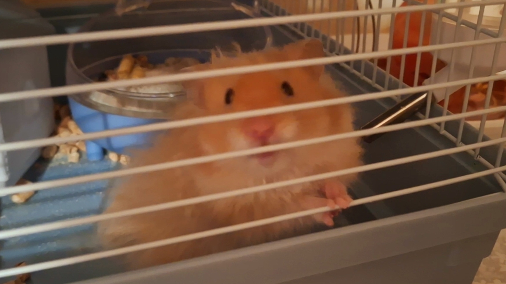 Дочка решила жить самостоятельно. Как я это пережила. Хомяк Блинчик.