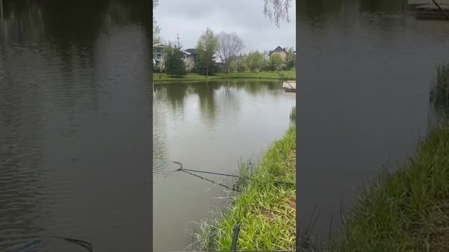 карп на флэт