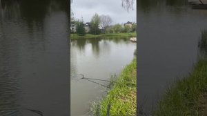 карп на флэт