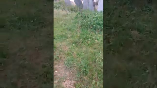 оаоаоагдалаосш смотреть онлайн