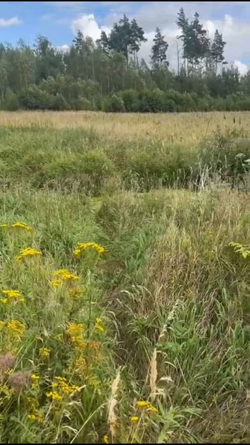 Видеообзор земельного участка с кадастровым номером 50:23:0020393:1243