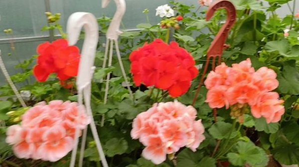 Пеларгония - лучшие - оставляю в коллекции!!! 3.09.25г