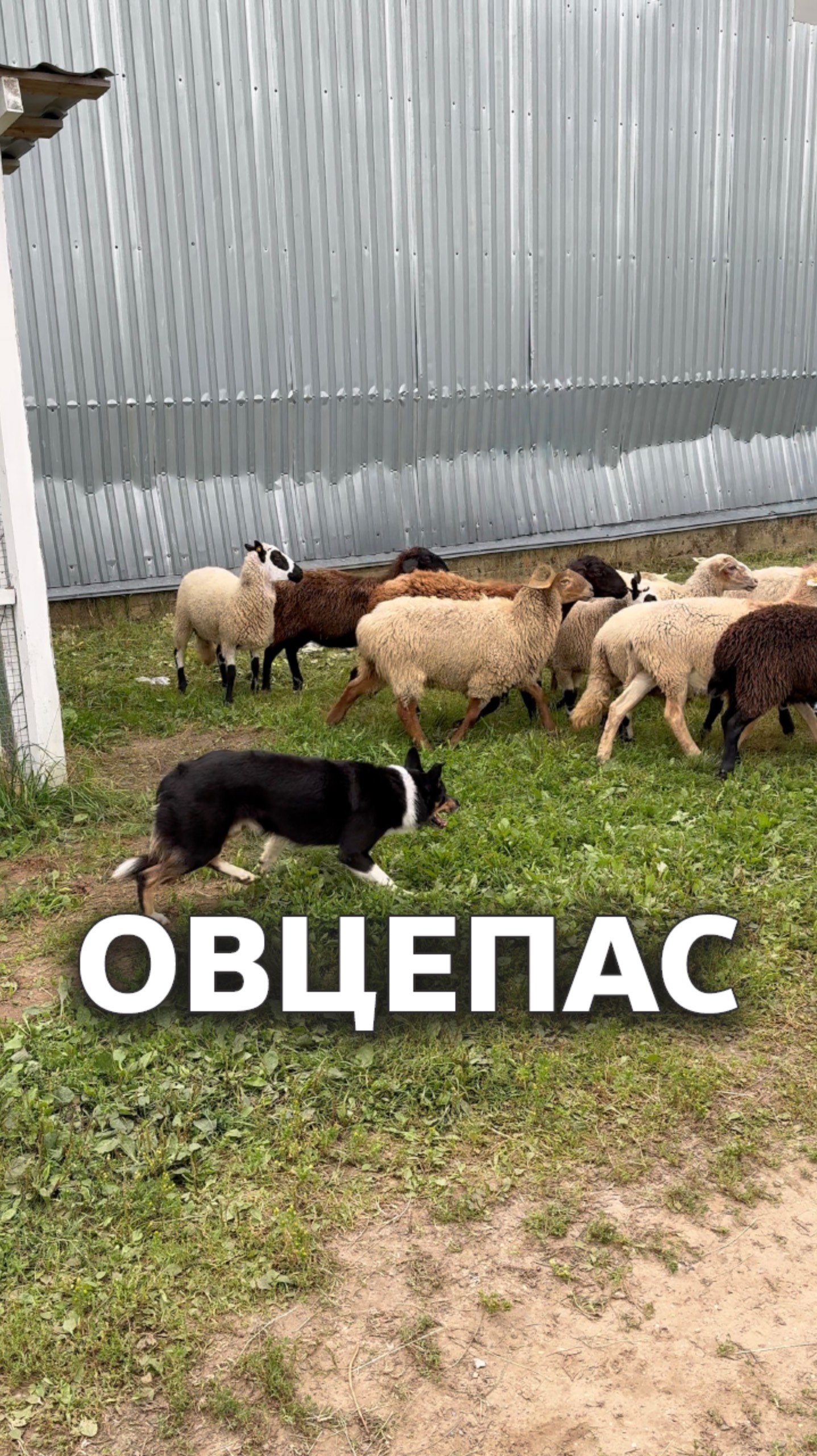 Собака пасет овец 🐑 #бордерколли смотреть онлайн