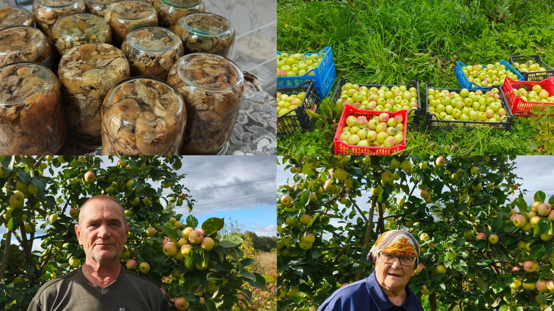 Собрали небывалый урожай из яблок 🍎. смотреть онлайн