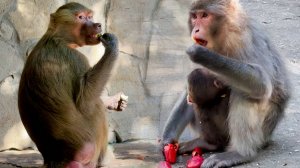 Люся не работает на камеру! Мила Сан кушает перчики, а Сакура спит крепким сном прям на маме!