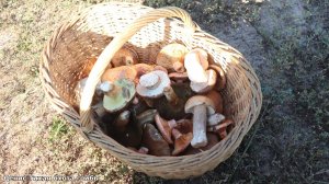 Белые грибы, рыжики и другие грибы в сосновом бору возле Дона