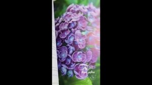 8 ЗЕФИРНАЯ ФЛОРИСТИКА ОБУЧЕНИЕ