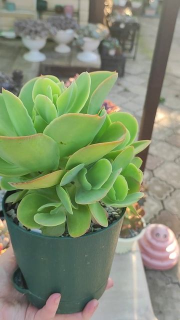 Было/стало Эхеверия Паллида, изменения меньше чем за 1,5 года смотреть онлайн