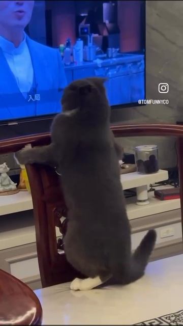 Кот бесится (не мой кот и не моё видео) смотреть онлайн