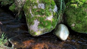 Игорь Скерцо - Речка и озеро, Ленинградская область, Сентябрь 2025 г.