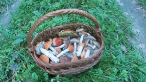 По грибы 02 сентября 2025 г/ Смоленская обл.