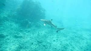 Черноперая рифовая акула. Красота и грация.Красное море. Марса-Алам. Бухта Марса-Дабр. Август 2025.