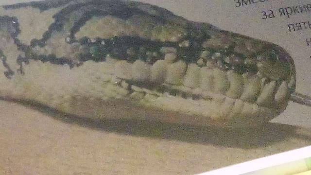 Интересная энциклопедия ЗМЕИ. Очень интересный видос.