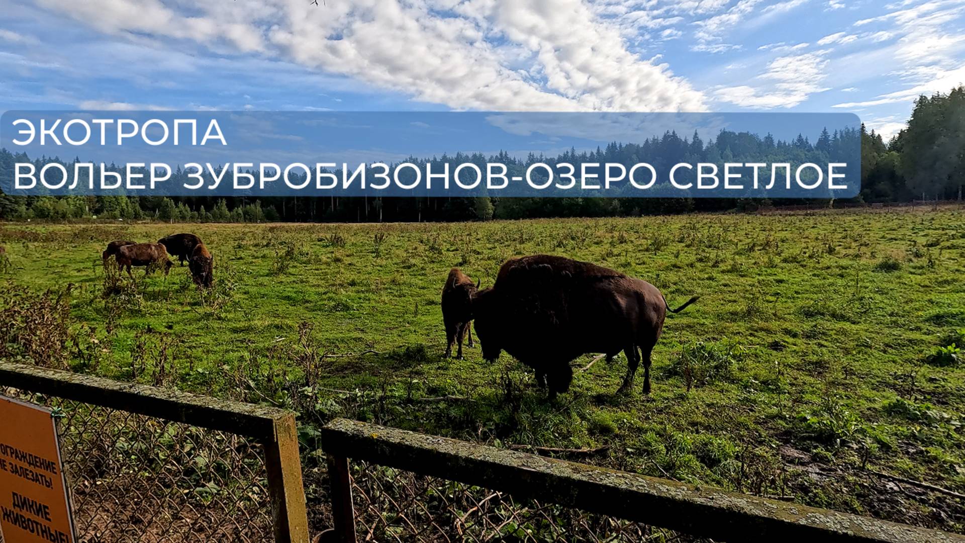 Экотропа в Зубровнике. Токсово. Ленинградская область (лето)