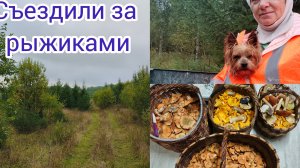 С утра занималась брусникой ,а с обеда за рыжиками .