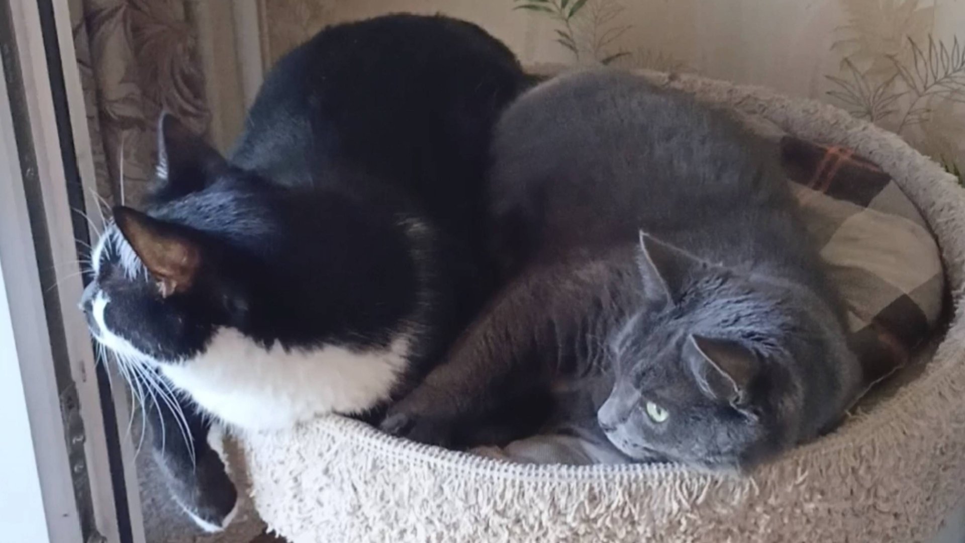 Котик Барсик и кошечка Дарси играют новой игрушкой. смотреть онлайн