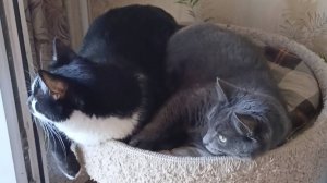 Котик Барсик и кошечка Дарси играют новой игрушкой.