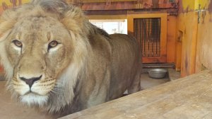 Льва Шерхана обманули. Лев породы "шарпей".