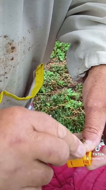 ♥️🐝 подсадка маток 🐝♥️ смотреть онлайн