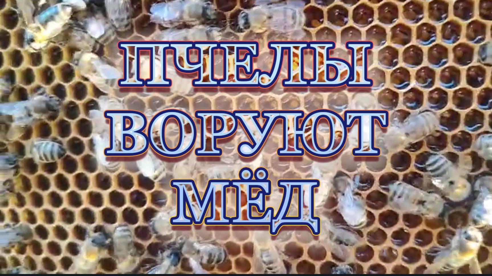 МОЯ ПАСЕКА С НУЛЯ