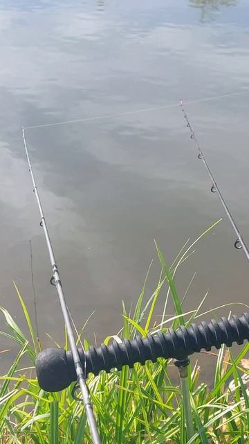 карась поклёвка флэт