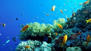 УСПОКАИВАЮЩАЯ МУЗЫКА ДЛЯ СНА, ОЧЕНЬ КРАСИВАЯ РАССЛАБЛЯЮЩАЯ МУЗЫКА