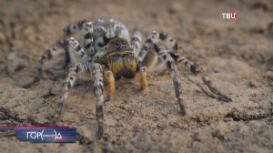 Тарантулы добрались до Подмосковья: чем опасны эти гигантские пауки / Город новостей на ТВЦ