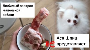 Чем кормить шпица? Любимый завтрак маленькой собаки