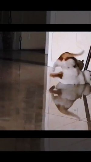 Коты артисты