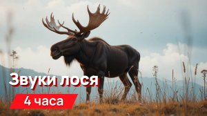 Звуки для соседей - звуки лося